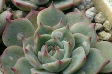 多肉植物的叶片上长霉斑怎么办