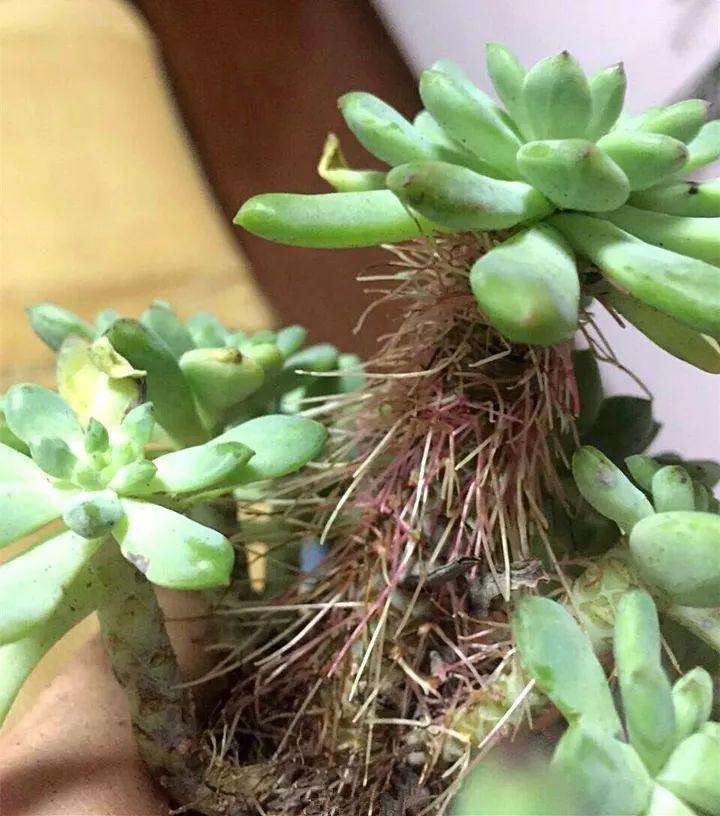 为什么室外露养的多肉活不长 容易晒死