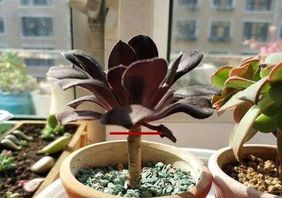 为什么室外露养的多肉活不长 容易晒死
