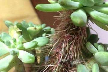 为什么室外露养的多肉活不长 容易晒死