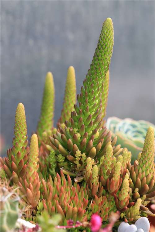 为什么这5种多肉植物开花后容易死 图片