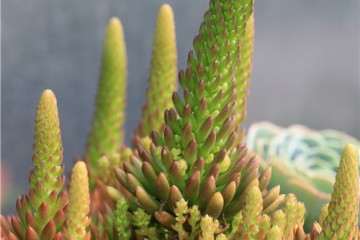 为什么这5种多肉植物开花后容易死 图片