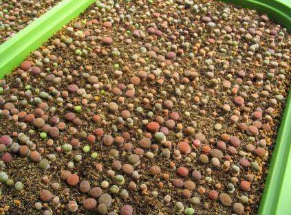 多肉植物有没有种子 在哪里买 图片