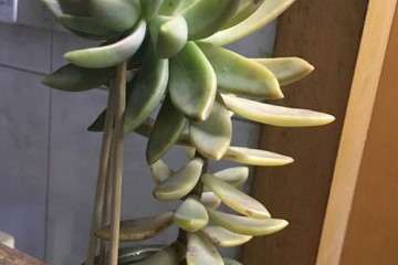 多肉植物容易长高 怎么办 图片