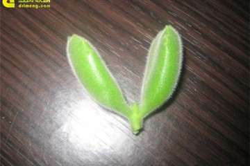 熊童子多肉 叶子长了 但不发芽 怎么办