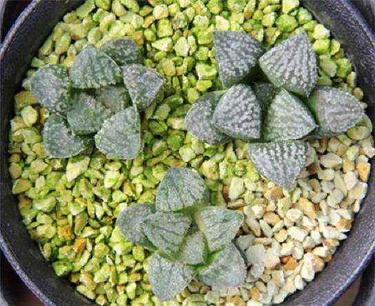 为什么万象多肉植物的价格很贵 图片