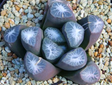 为什么万象多肉植物的价格很贵 图片