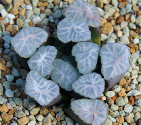 为什么万象多肉植物的价格很贵 图片