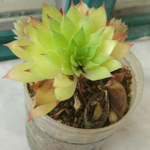 观音莲多肉发黄 怎么办 图片