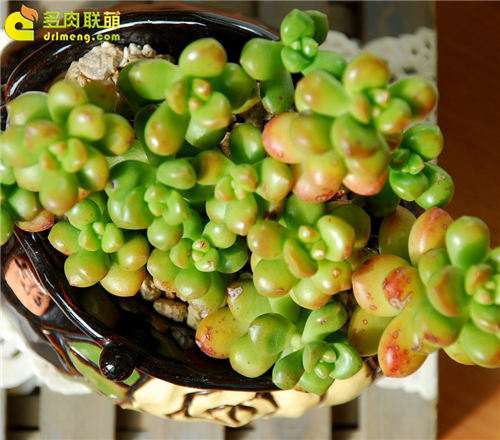 茶叶渣可以当多肉植物的肥料吗 图片