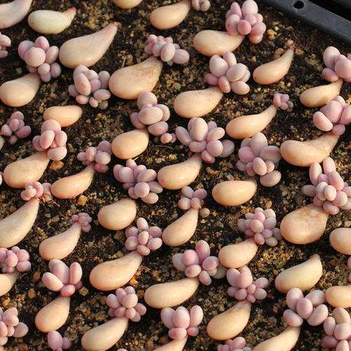 多肉叶插长到什么时候可以移盆 图片