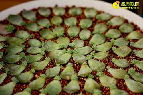 多肉叶插长到什么时候可以移盆 图片