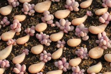 多肉叶插长到什么时候可以移盆 图片