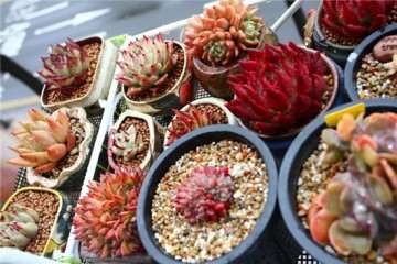 多肉植物用什么土铺面最好 图片