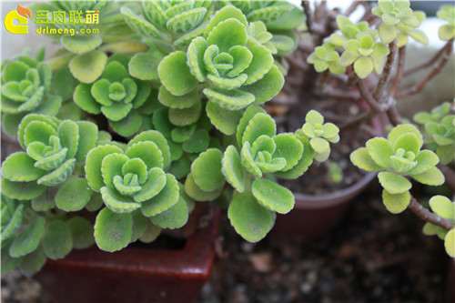 夏天能直接用自来水浇多肉植物吗 图片