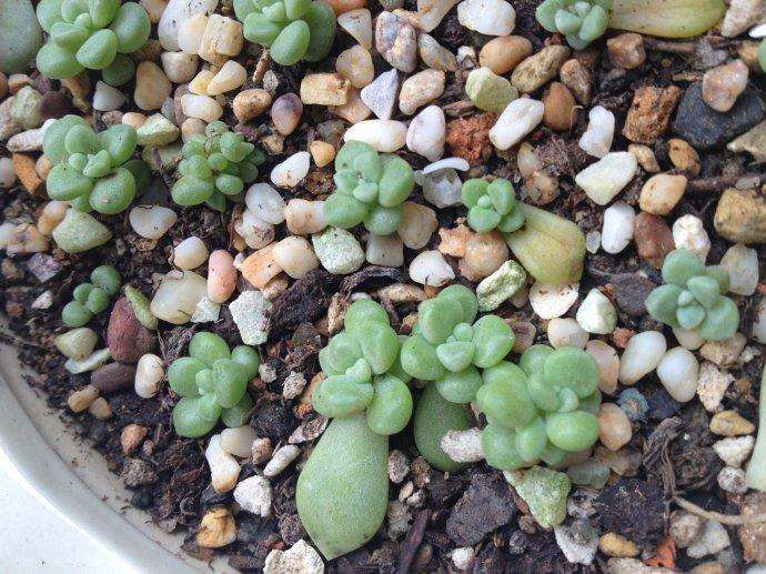 夏天能直接用自来水浇多肉植物吗 图片