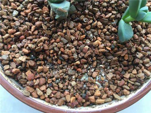 叶插的多肉植物长黄色绒毛 怎么办 图片