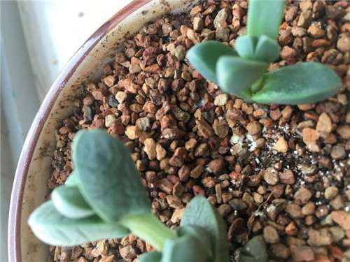叶插的多肉植物长黄色绒毛 怎么办 图片