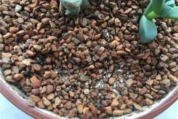 叶插的多肉植物长黄色绒毛 怎么办 图片