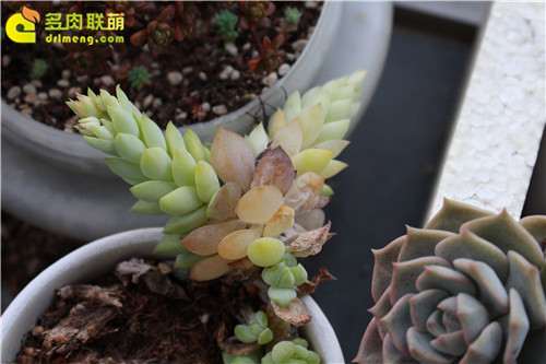 夏季出门20年 多肉植物不浇水可以吗 图片