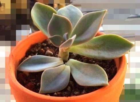 夏季出门20年 多肉植物不浇水可以吗 图片