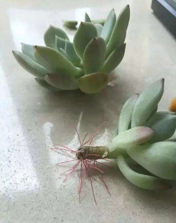 为什么多肉砍头的时间 春季最好 图片