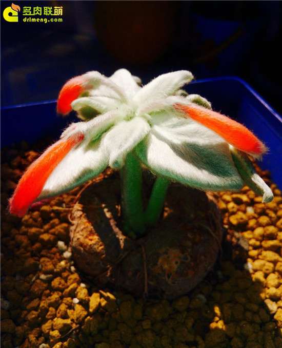 断崖女王多肉的叶片长的很大 怎么办