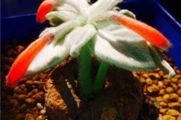 断崖女王多肉的叶片长的很大 怎么办