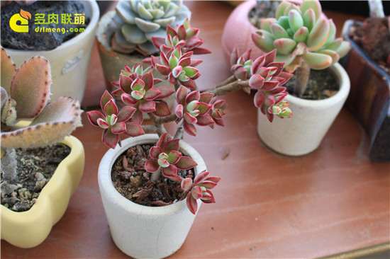 为什么多肉花盆的土会变少 3个原因 图片