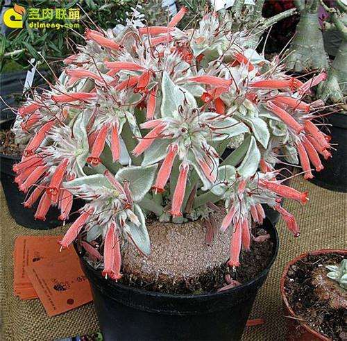 为什么多肉花盆的土会变少 3个原因 图片