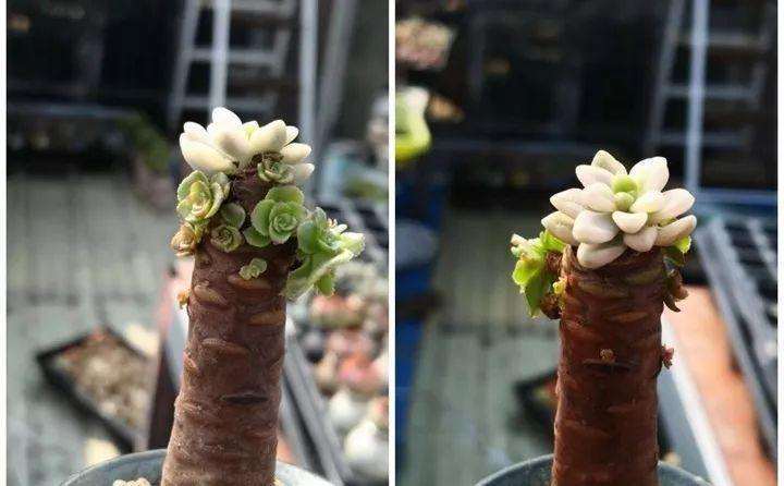 为什么多肉缓苗的时候长气生根 图片