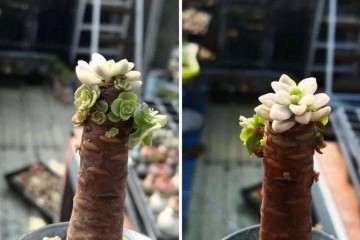 为什么多肉缓苗的时候长气生根 图片