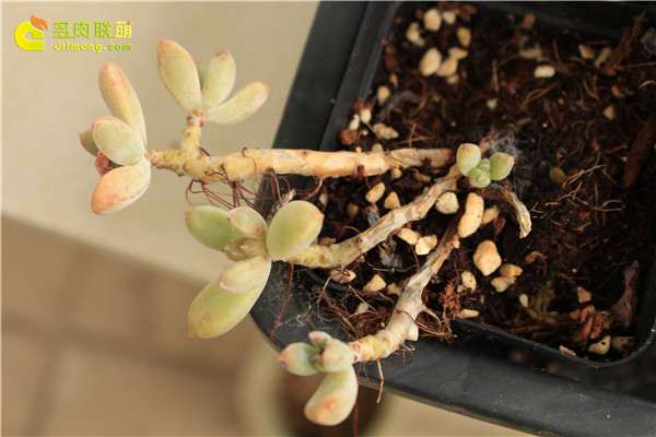 多肉根系腐烂枯死 怎么办 图片