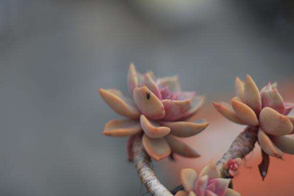 多肉植物正常的老化 怎么挽救 图片