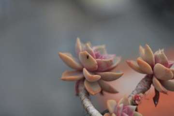 多肉植物正常的老化 怎么挽救 图片