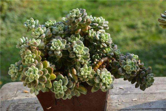 潮湿环境对多肉植物有哪些刺激 图片