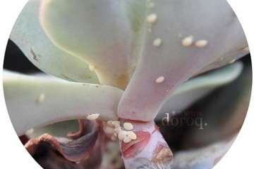 多肉植物的根部溃烂 怎么办 图片