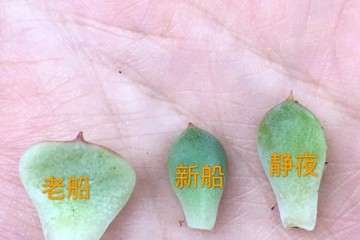 甘草多肉的老船长 新船长和静夜的区别