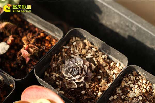 为什么多肉植物 死在秋天 图片