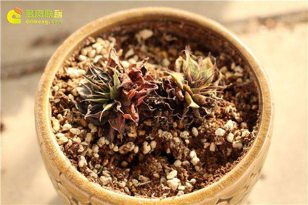 为什么多肉植物 死在秋天 图片