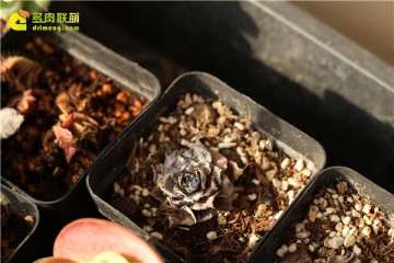 为什么多肉植物 死在秋天 图片