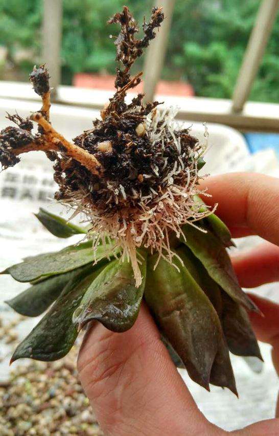 为什么多肉植物很瘦 夏天控水的结果