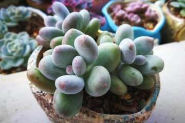 为什么多肉植物服盆期间 可以浇水 图片