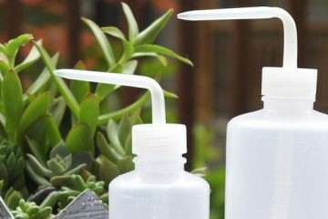 为什么多肉植物不干不浇 浇则浇透