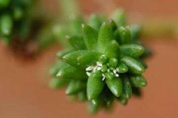 为什么多肉洗根后 还有介壳虫 图片