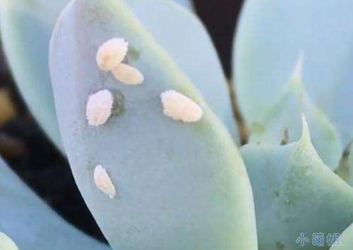 为什么多肉洗根后 还有介壳虫 图片