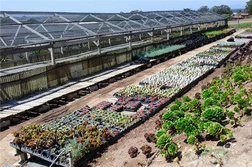 怎么寻找本地多肉大棚的方法 图片