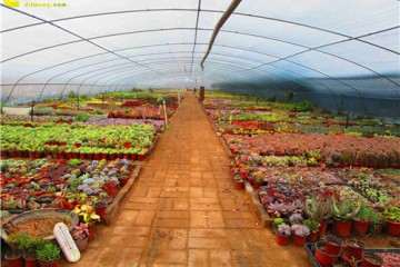 怎么寻找本地多肉大棚的方法 图片