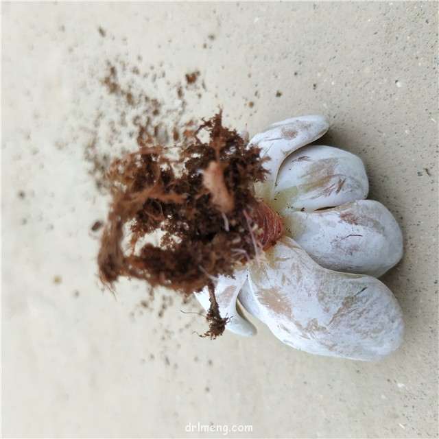 服盆不了的雪莲