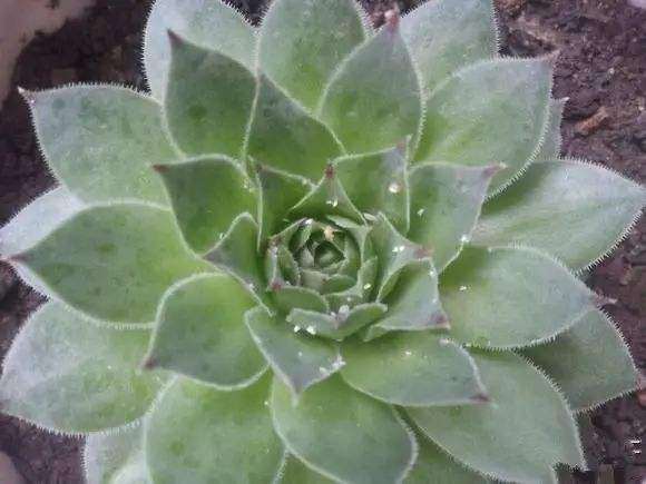 刚买回来的多肉植物需要换土吗 图片